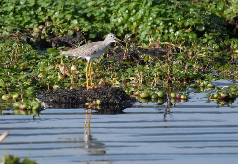 Lesser Yellowlegs