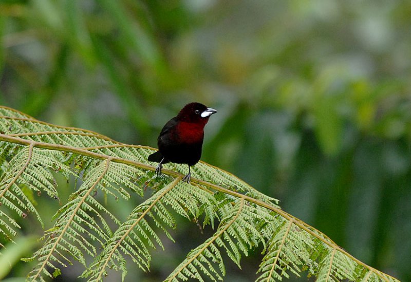 Silver-beaked Tanager4