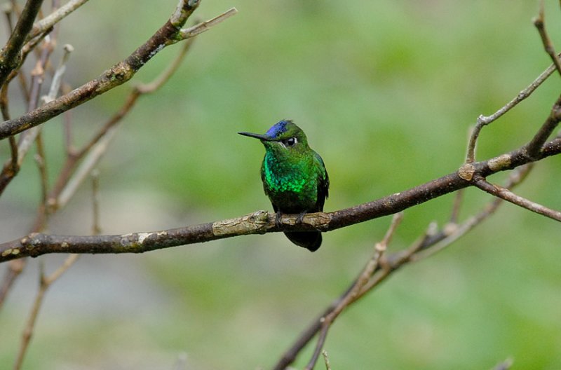 Violet-fronted Brilliant