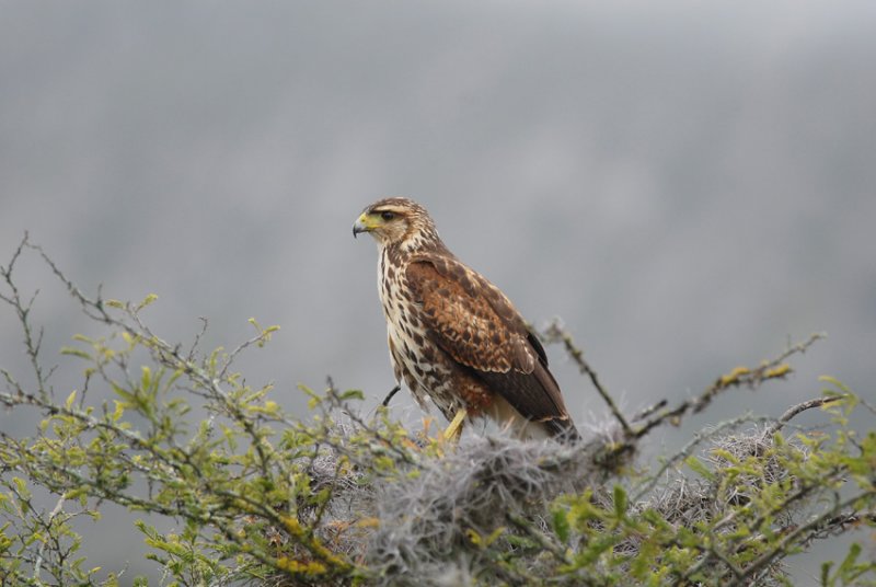 Harriss Hawk