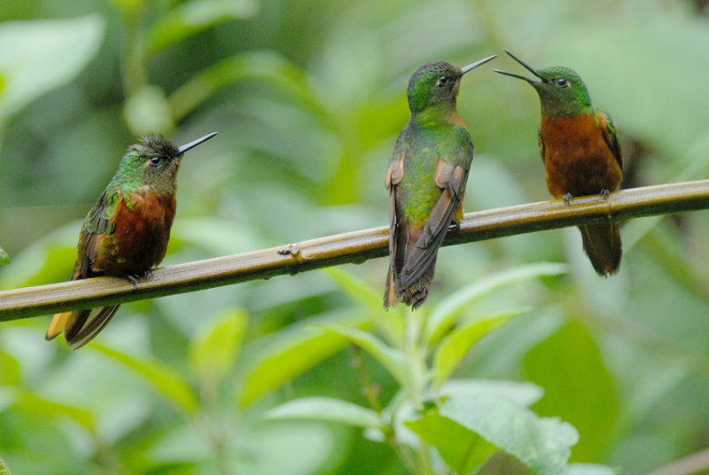 Chestnut-breasted Coronet