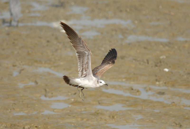 Laughing Gull