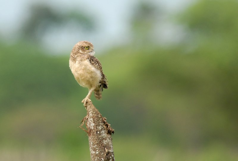 Burrowing Owl