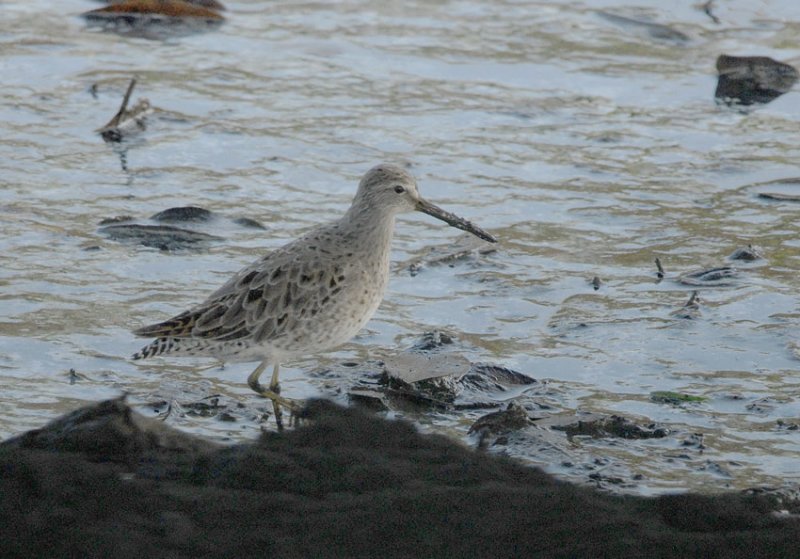 Short-billed Dowitcher