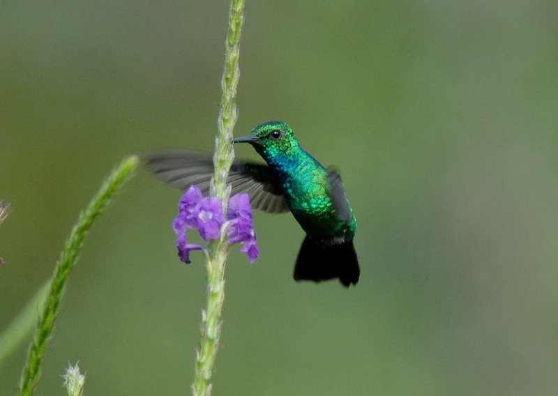 Blue-tailed Emerald