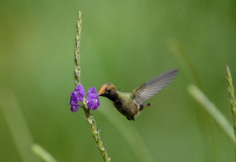 Spangled Coquette