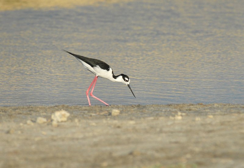 Black-necked Stilt