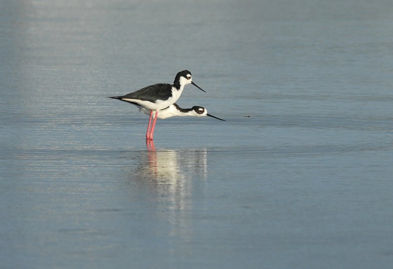 Black-necked Stilt