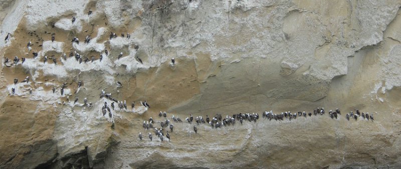 Peruvian Booby