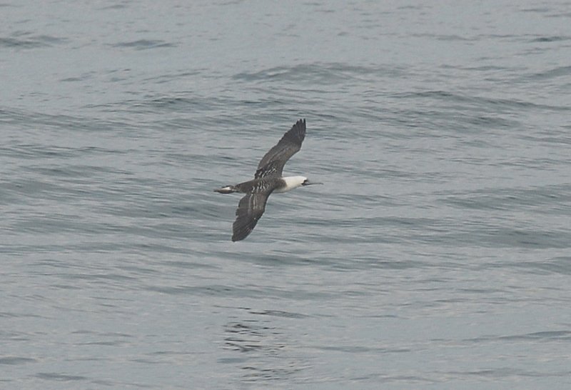Peruvian Booby
