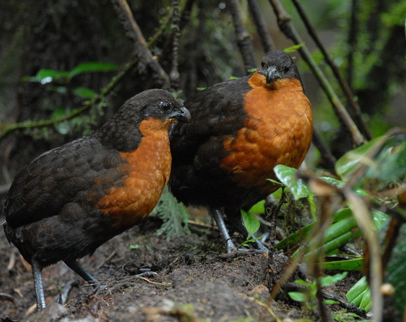 Dark-backed Wood-Quail