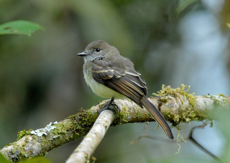 Pale-edged Flycatcher