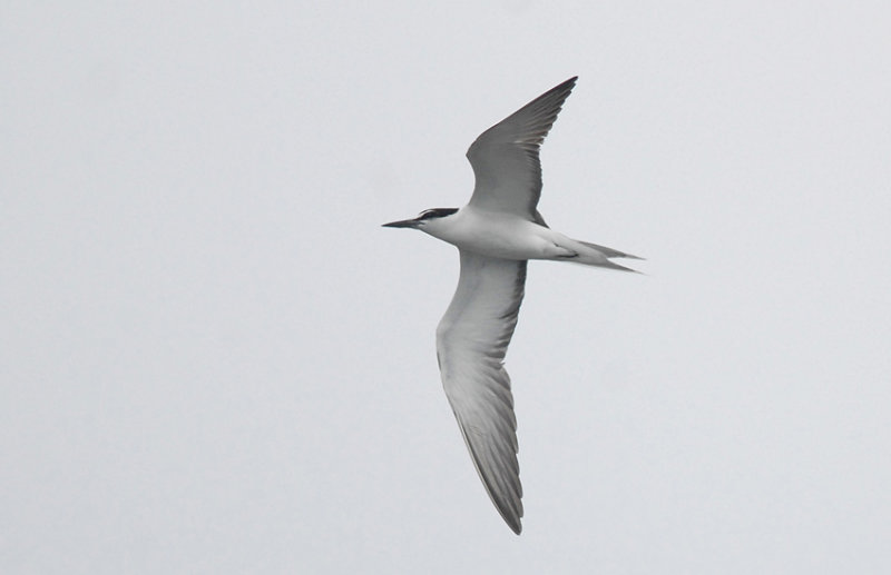 Bridled Tern