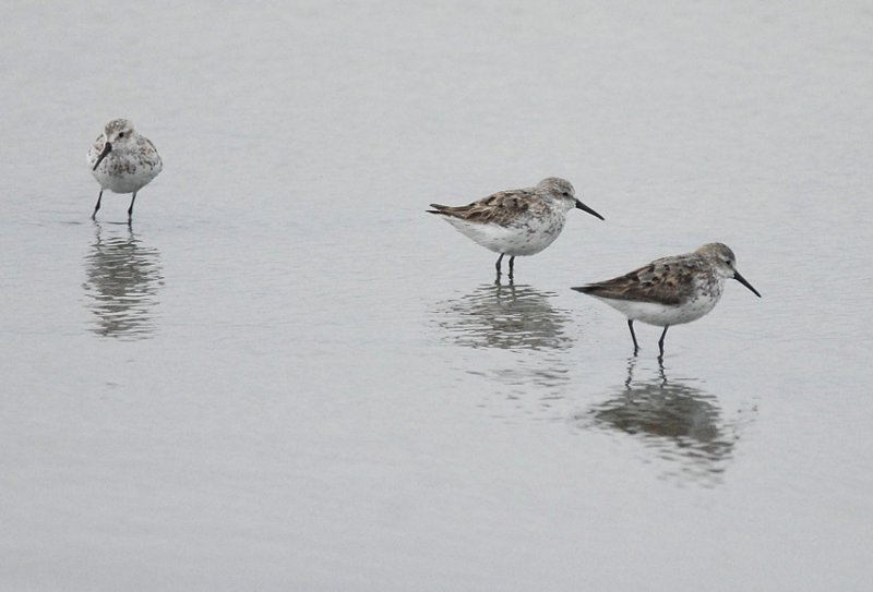 Western Sandpiper