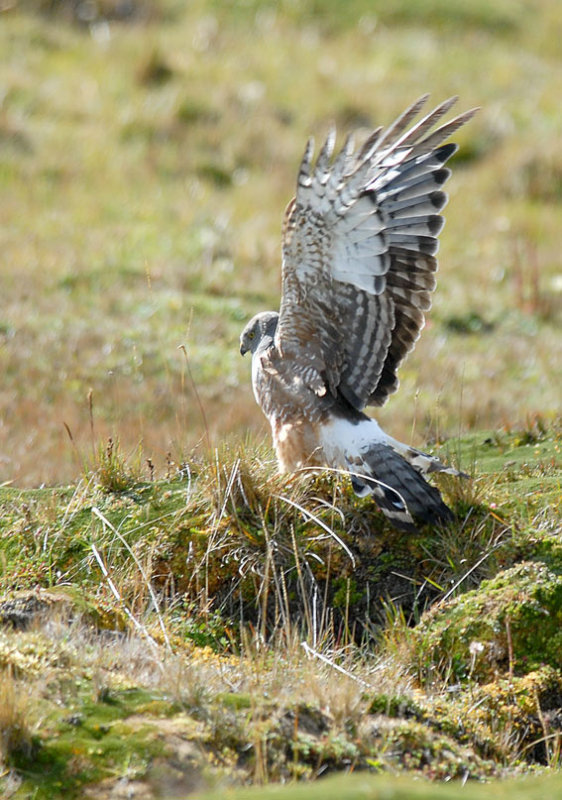 Cinereous Harrier