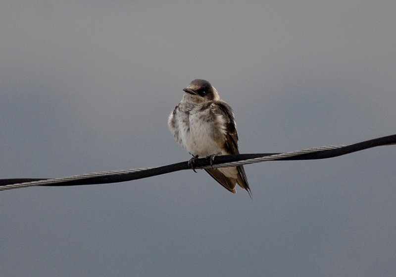 Purple Martin