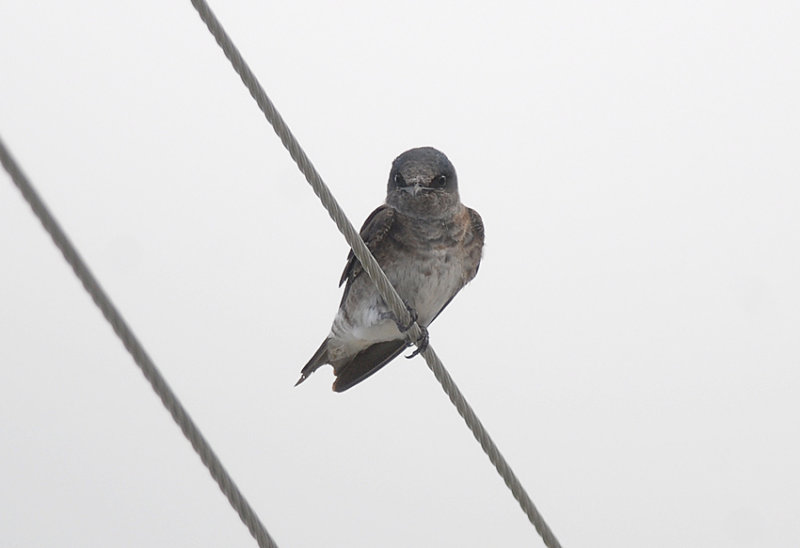 Purple Martin