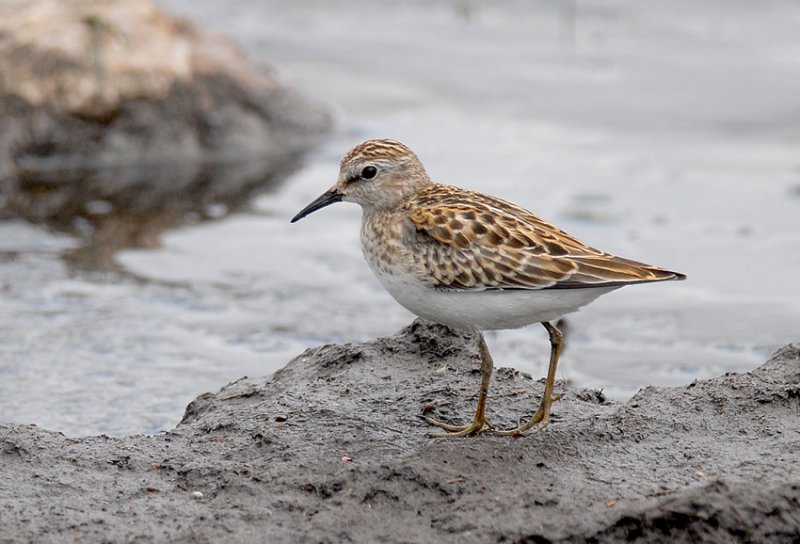 Least Sandpiper