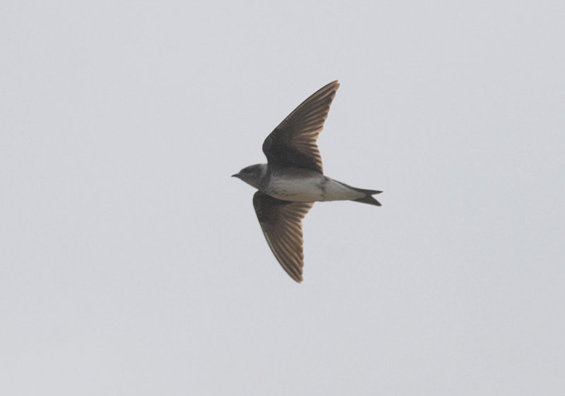 Purple Martin