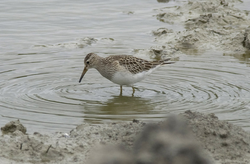 Pectoral Sandpiper