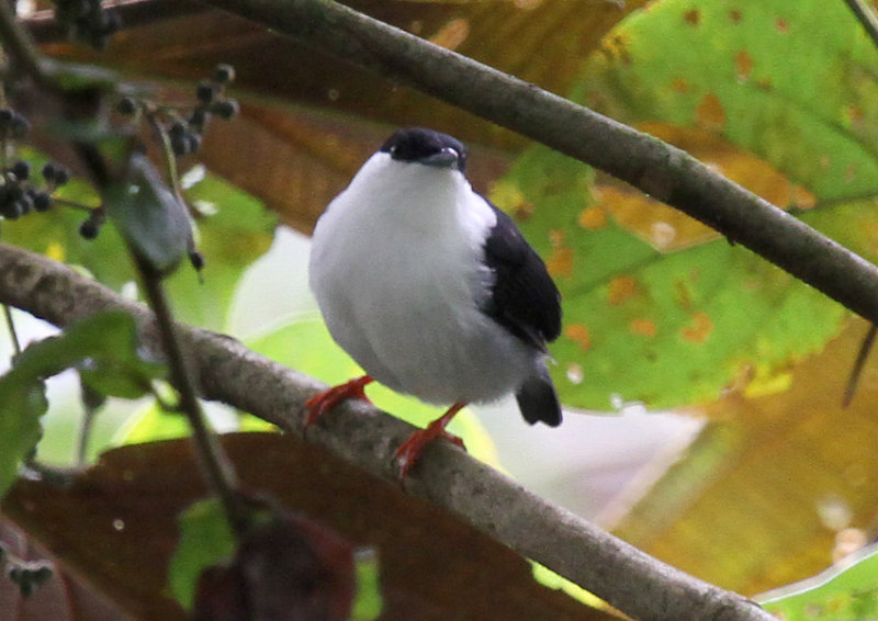 White-bearded-Manakin.jpg