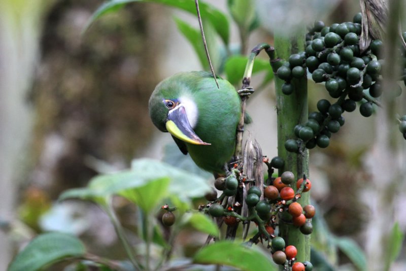 Andean Toucanet