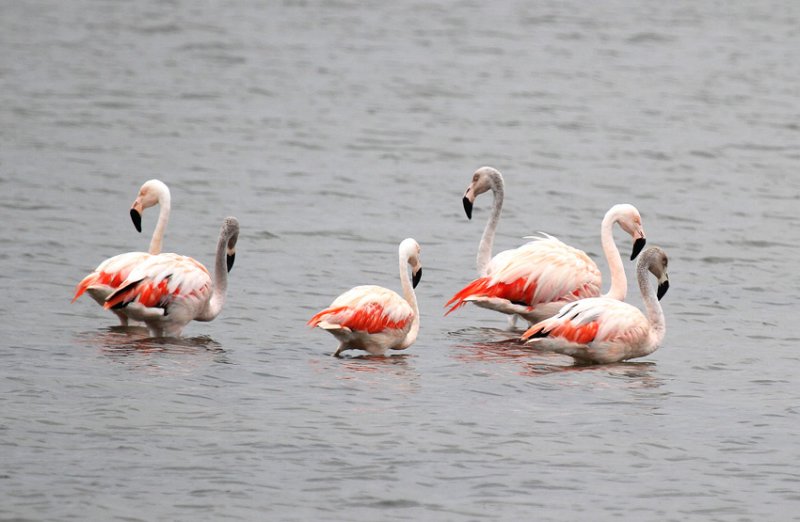 Chilean Flamingo