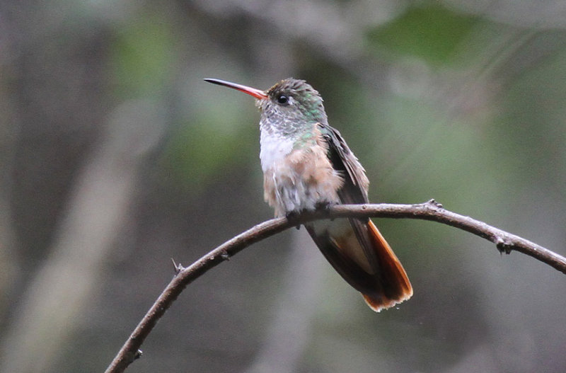 Amazilia Hummingbird