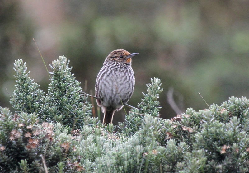 Many-striped Canastero