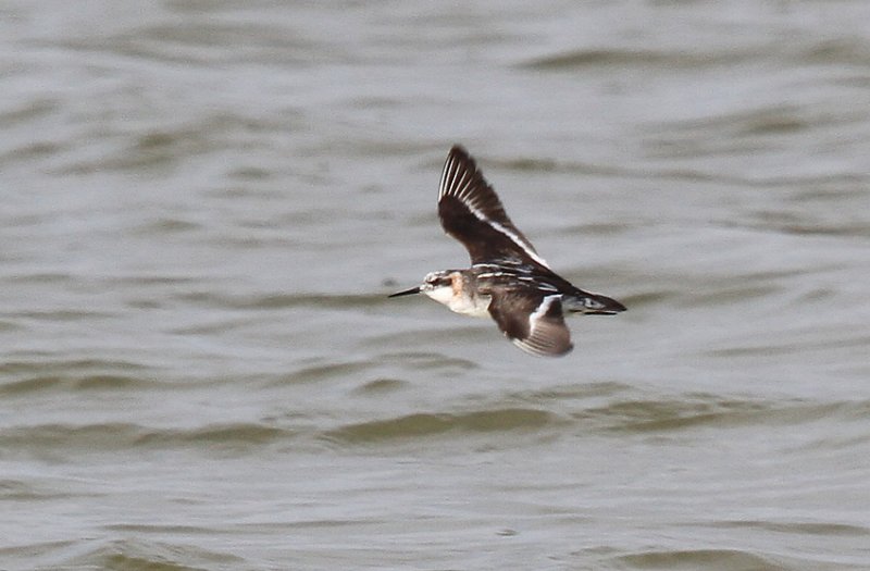 Red-necked Phalarope