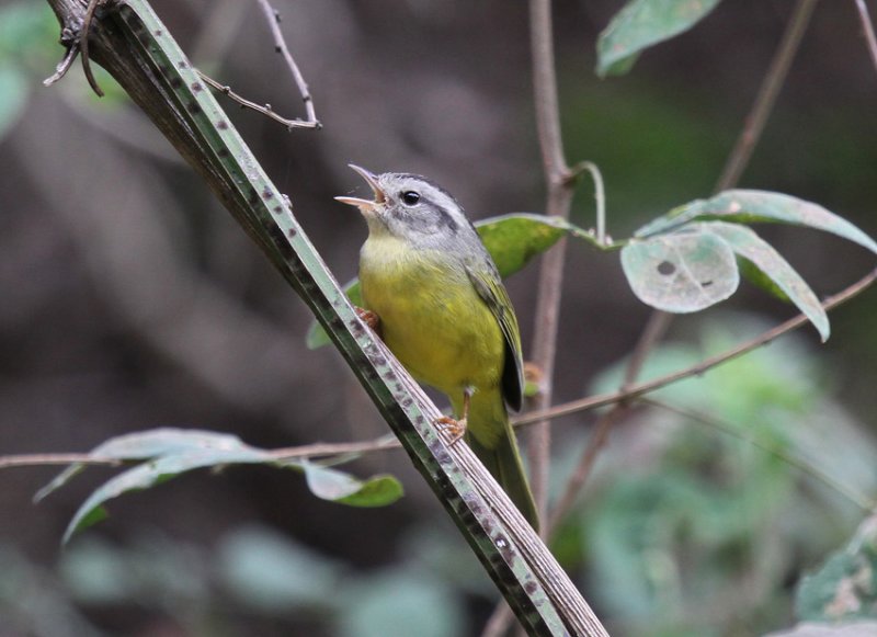 Three-banded Warbler