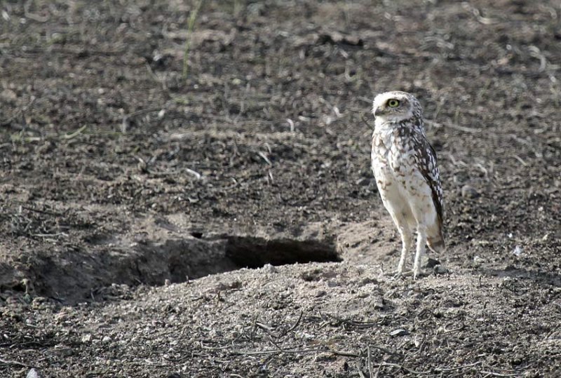 Burrowing Owl