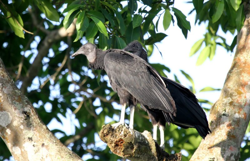 Black Vulture