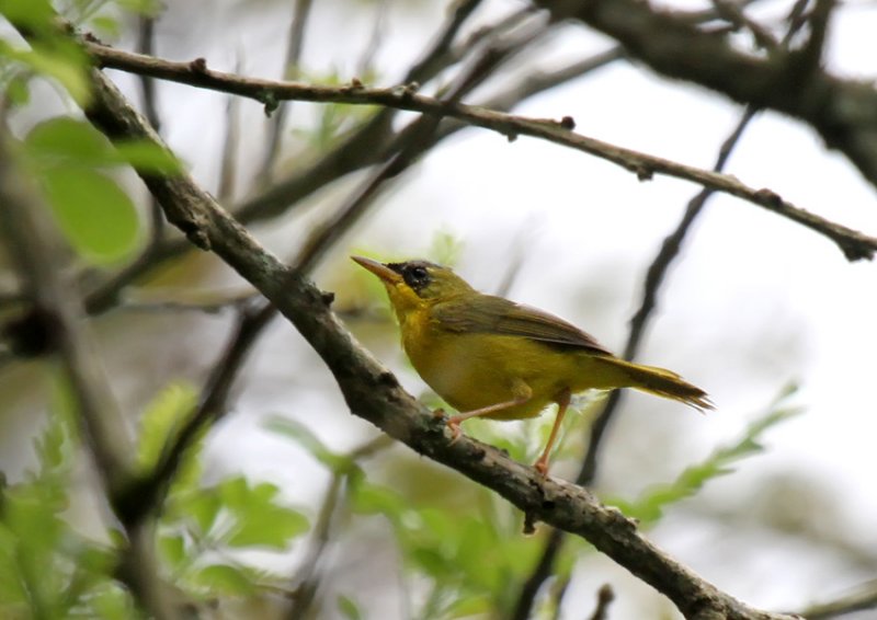 Black-lored Yellowthroat