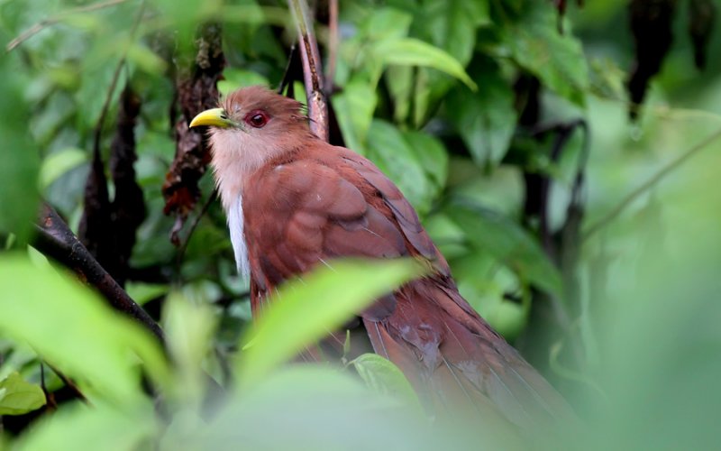 Squirrel Cuckoo