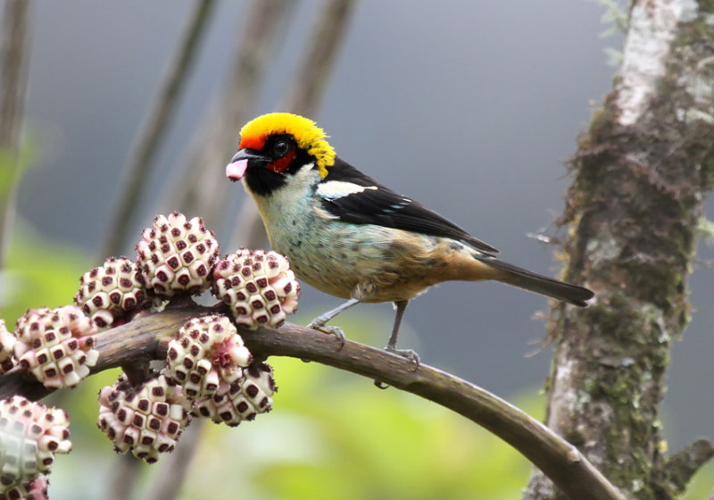 Flame-faced Tanager