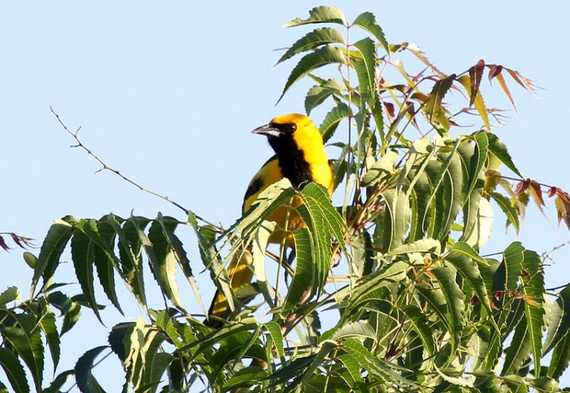 Yellow-tailed Oriole