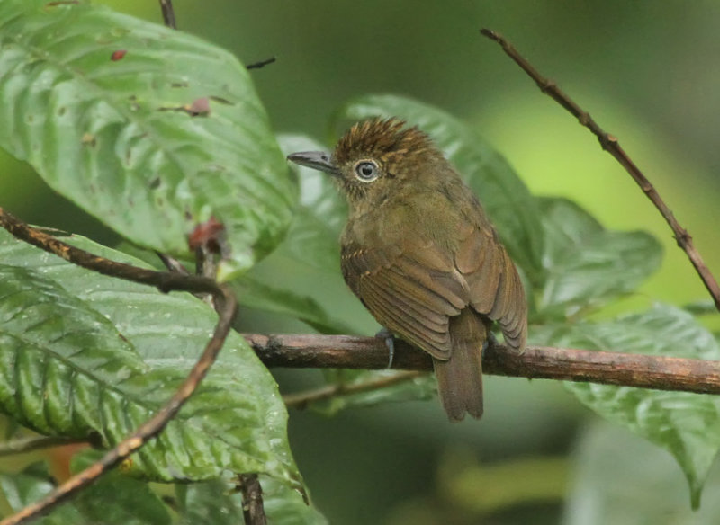 Spot-crowned Antvireo