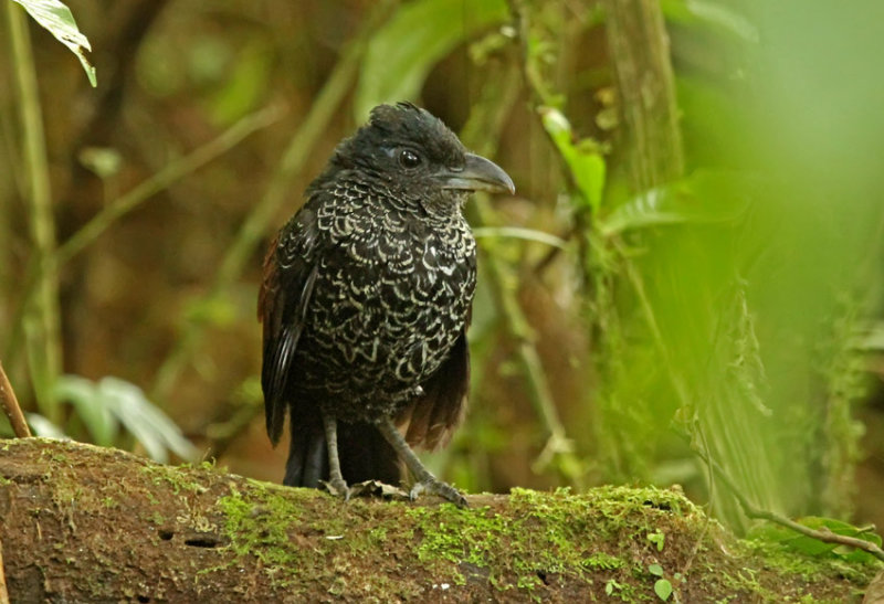 Banded Ground-Cuckoo