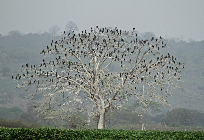 Neotropic Cormorant tree