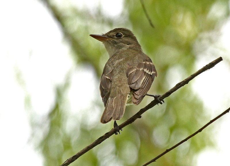 Willow Flycatcher