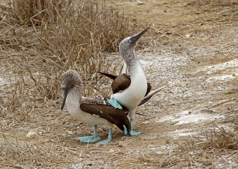 Blue-footed Booby