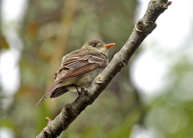 Eastern Wood-Pewee