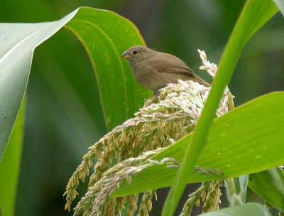 Dull-coloured Grassquit