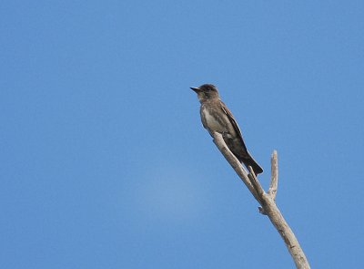 Olive-sided Flycatcher