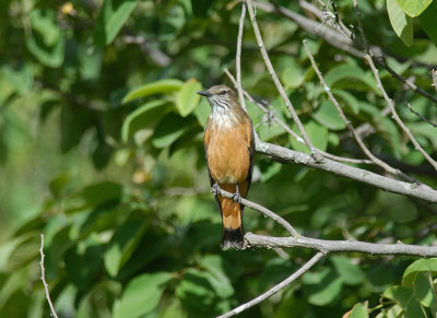 Streak-throated Bush-Tyrant