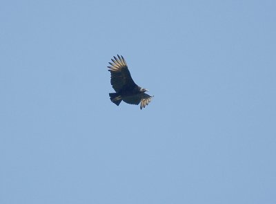 Black Vulture