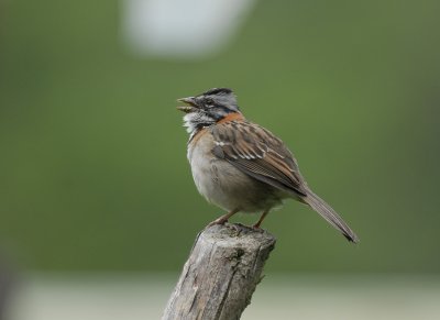 Rufous-collared Sparrow