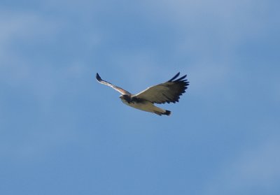 White-tailed Hawk2