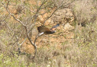 White-tailed Hawk6